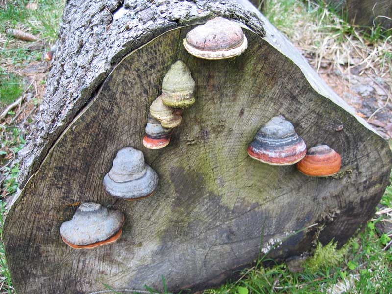 Fomitopsis pinicola - Altro lignic da Franci (Fomitopsis p.)